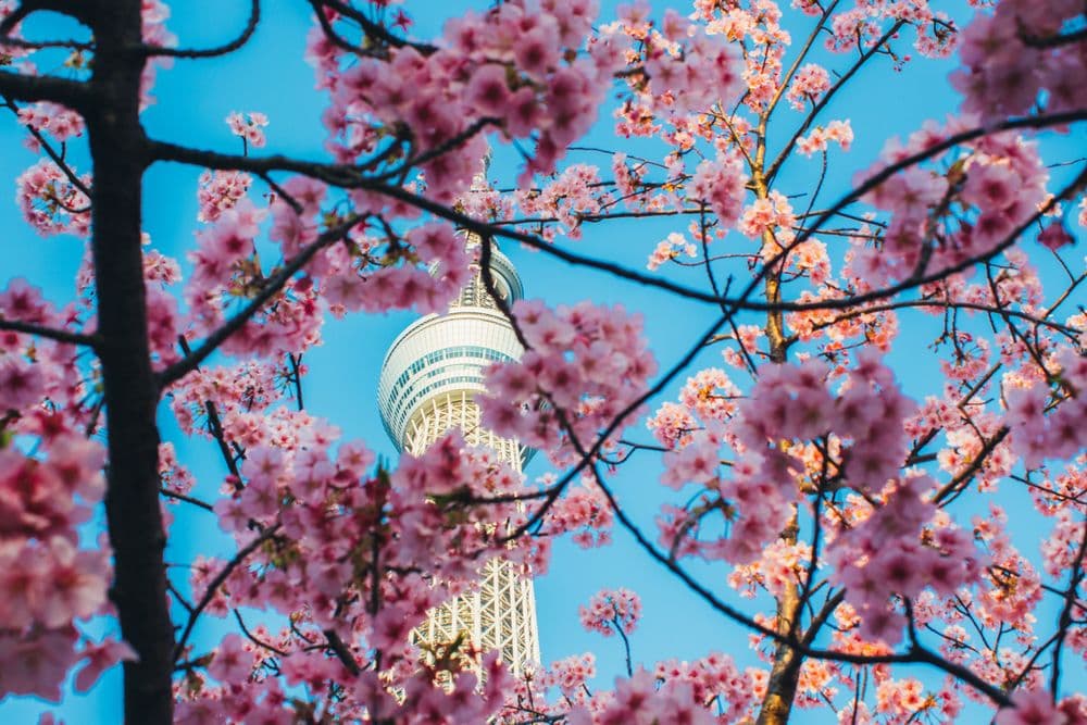 2 amazing weeks in Japan: The perfect Spring Itinerary of Japan